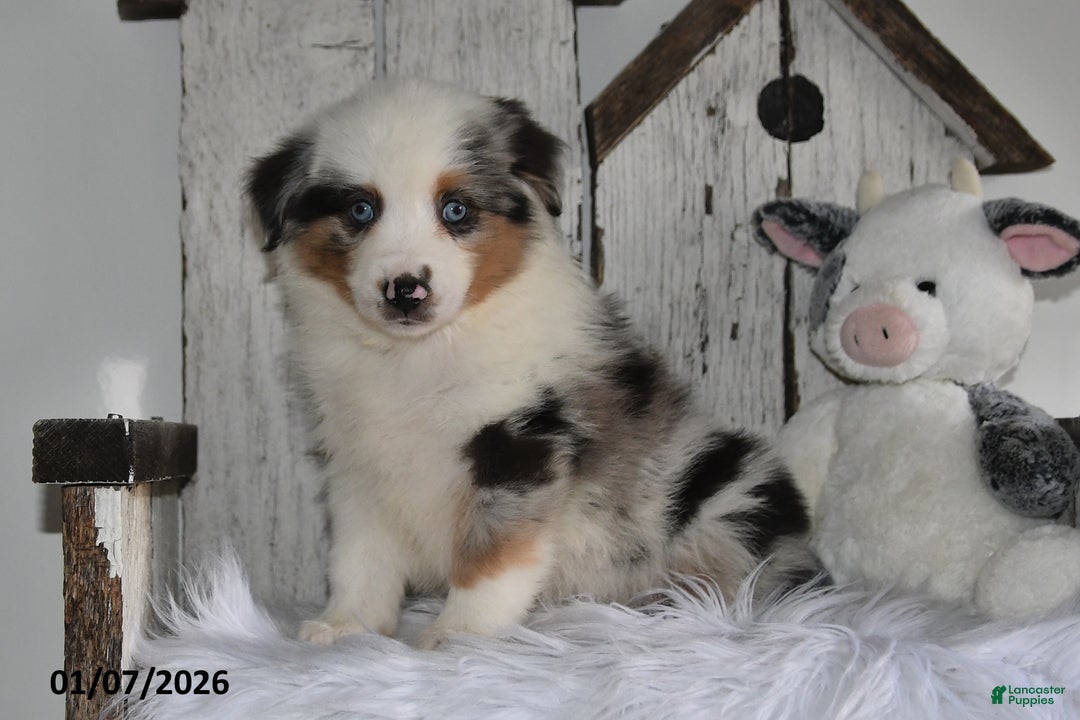 Miniature Australian Shepherd dogs for sale: Dixon - Ad 2