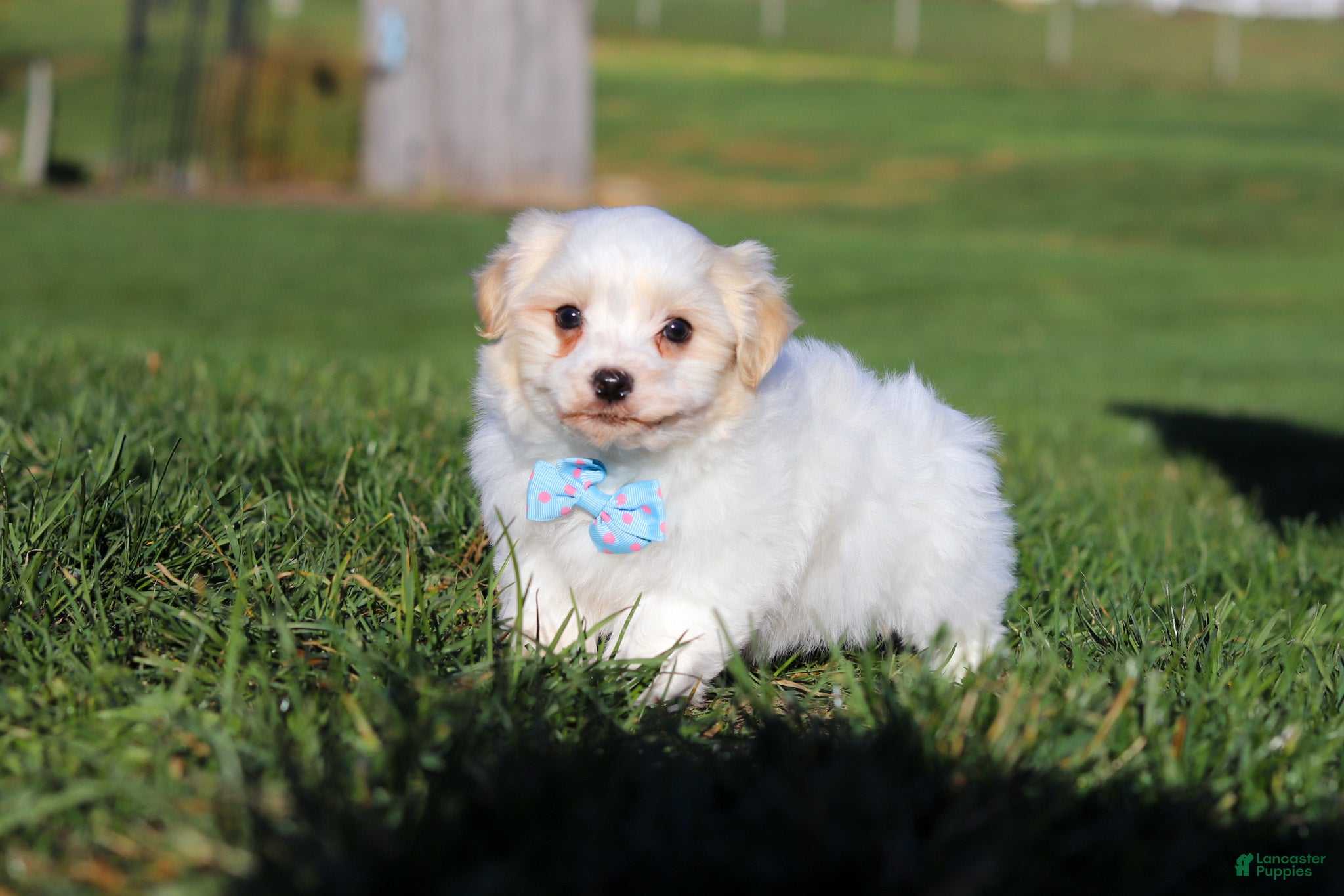 Havapoo dogs Teddy - Ad 36