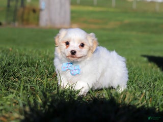 Havapoo dogs Teddy - Ad 42