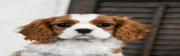 Cavalier King Charles Spaniel dogs for sale: Jinx - Ad 5