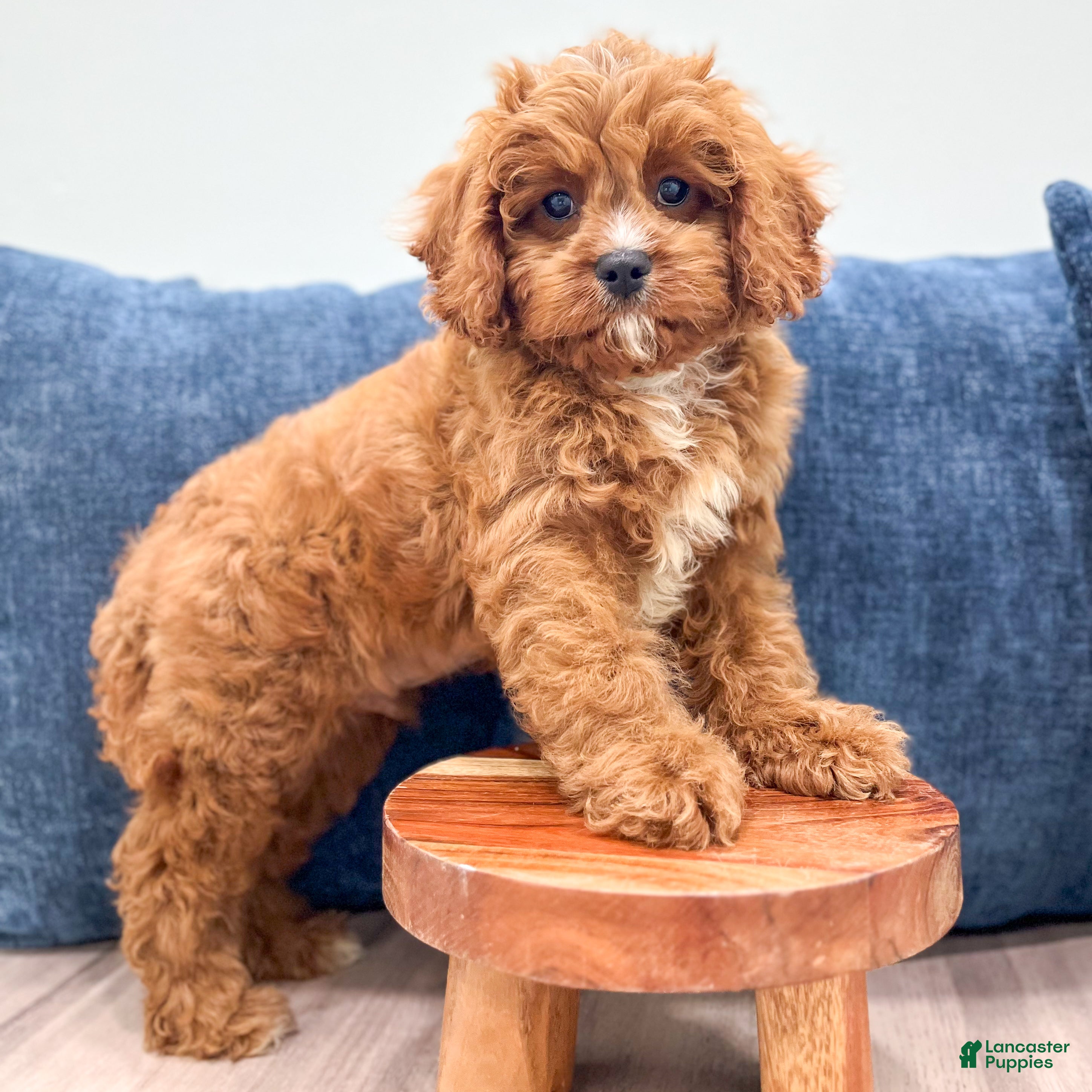 Cavapoo dogs Arlo - Ad 2