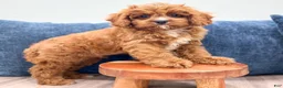 Cavapoo dogs for sale: Arlo - Ad 2