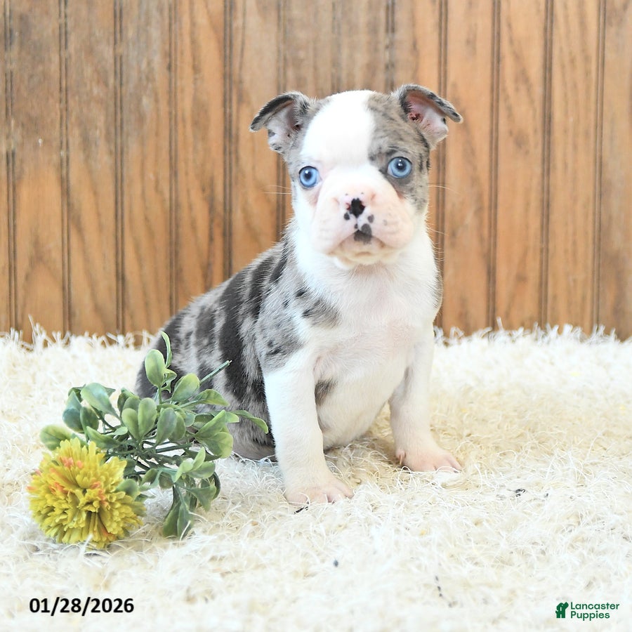 Boston Terrier dogs Max - Ad 4