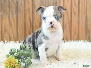 Boston Terrier dogs Max - Ad 4