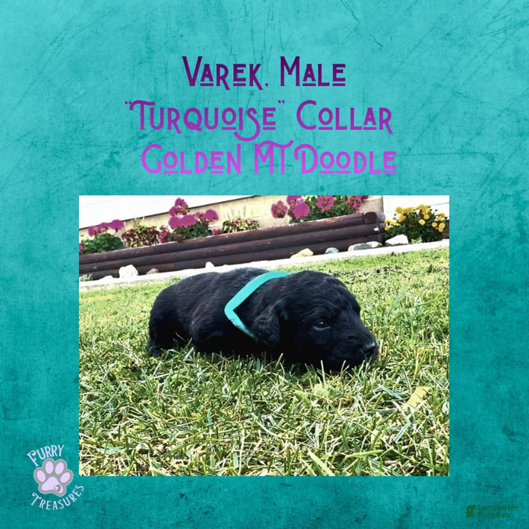 Mixed Breed dogs for sale: ⭐ Varek — Turquoise Collar • Male • Golden Mt Doodle - Ad 2