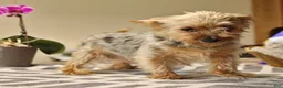 Yorkshire Terrier dogs for sale: Gary - Ad 6