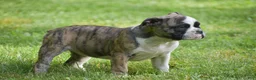 Olde English Bulldogge dogs for sale: Aurora - Ad 3