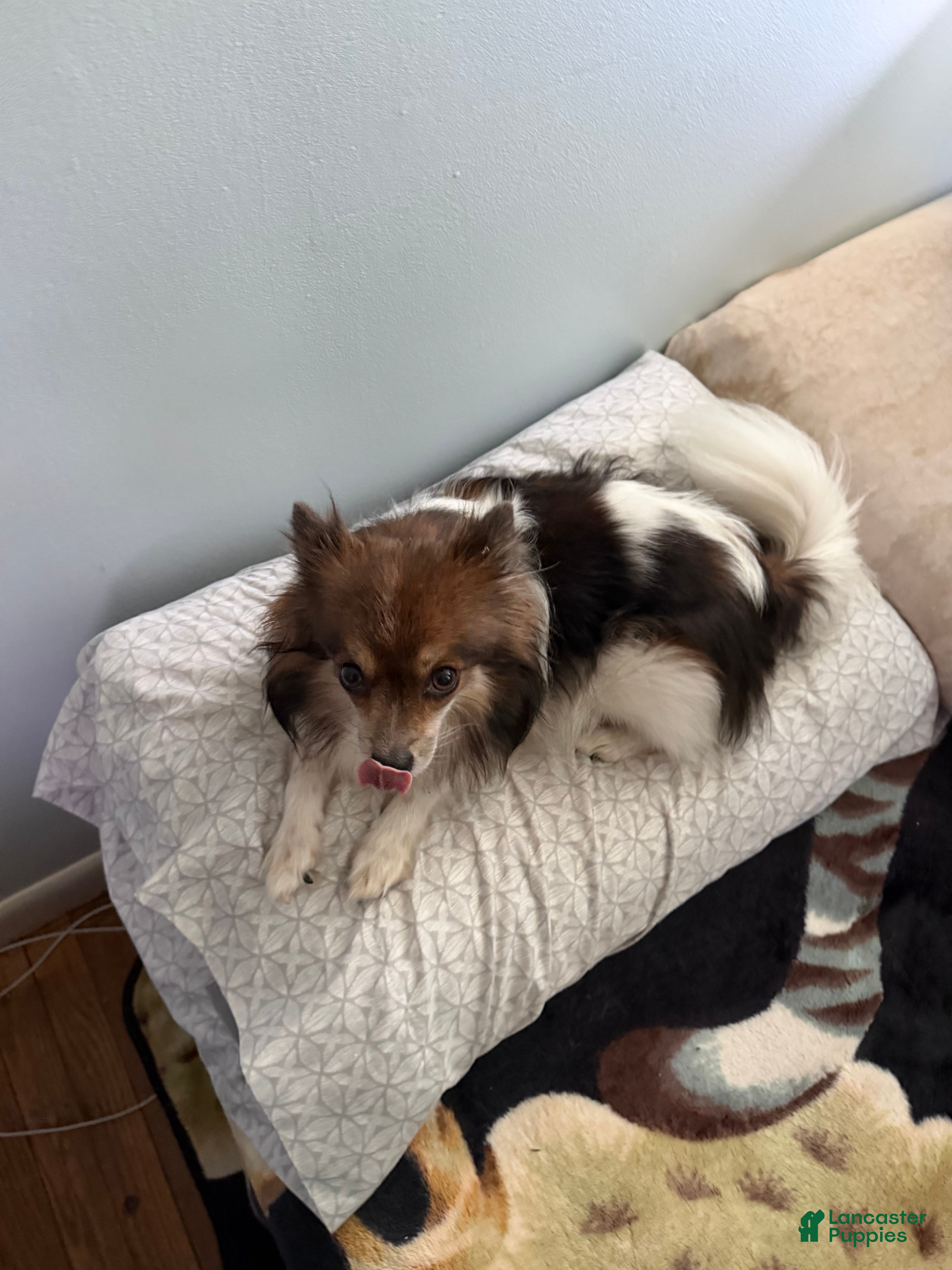 Pomeranian dogs for sale: Pomeranian Puppy 1 - Ad 2