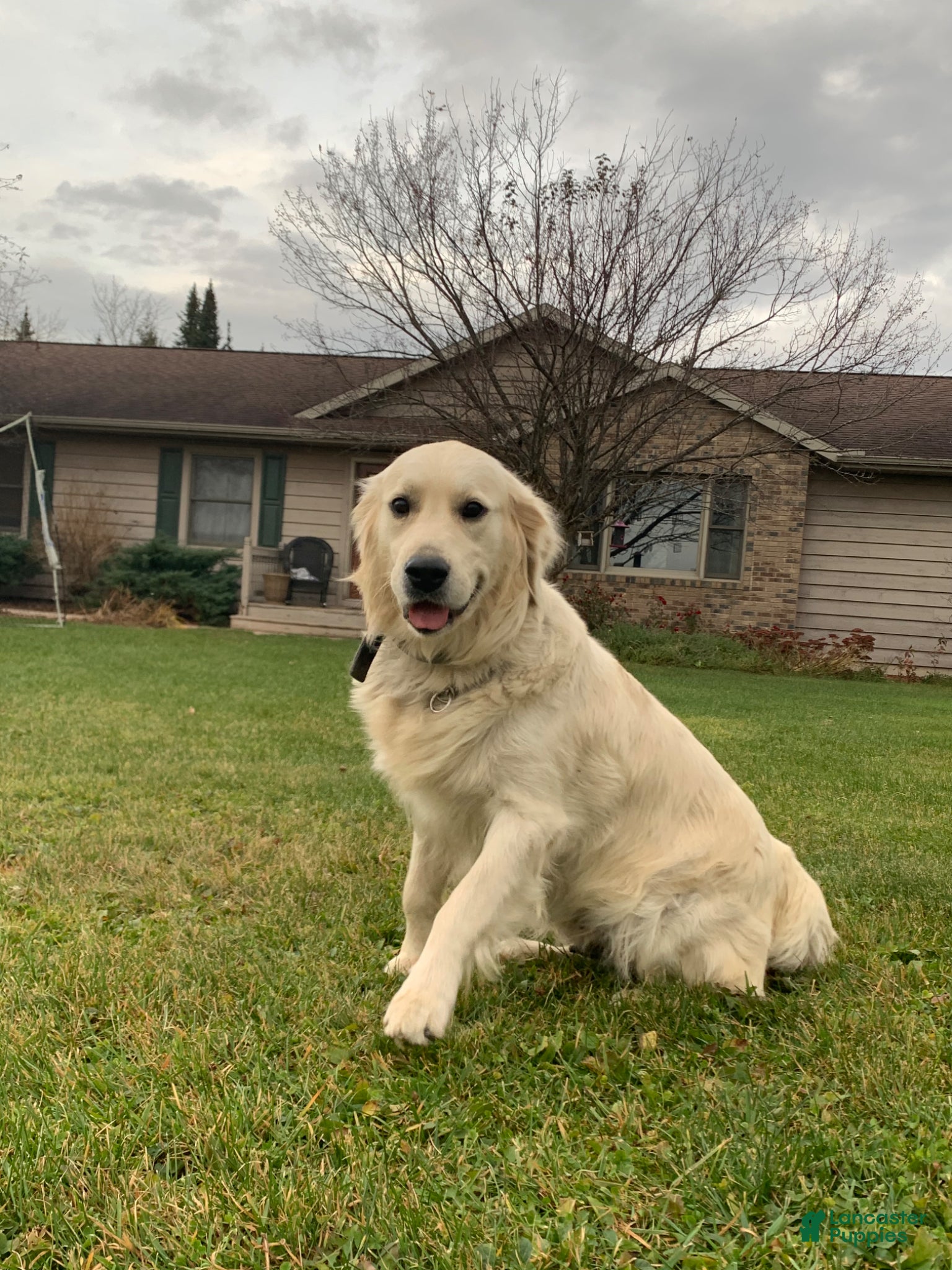 Golden Retriever dogs Golden Retriever Puppy 3 - Ad 2