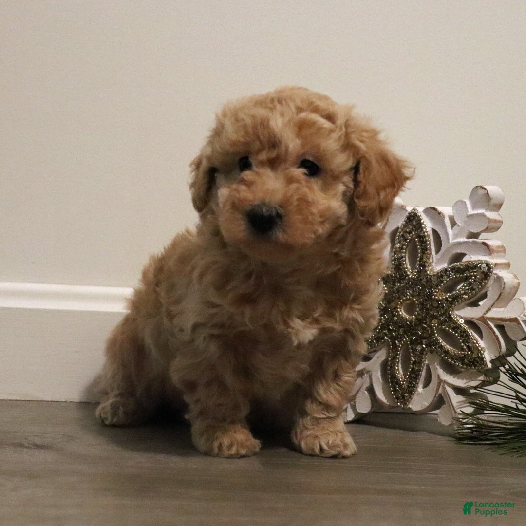 Miniature Poodle dogs for sale: Missy - Ad 3