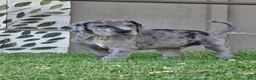 Great Dane dogs for sale: Wheeler - Ad 2