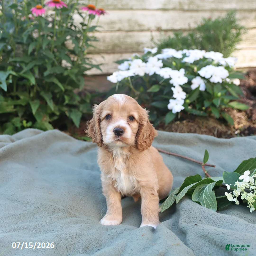 English Cocker Spaniel dogs for sale: Macey - Ad 1