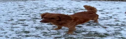 Golden Retriever dogs for sale: Lottie  - Ad 6