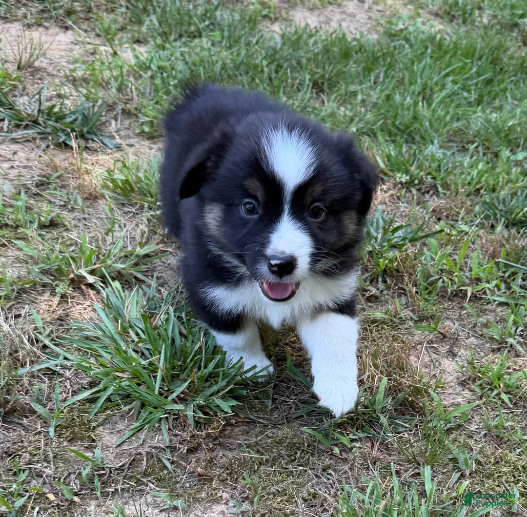 Australian Shepherd dogs for sale: Australian Shepherd Jason - Ad 2