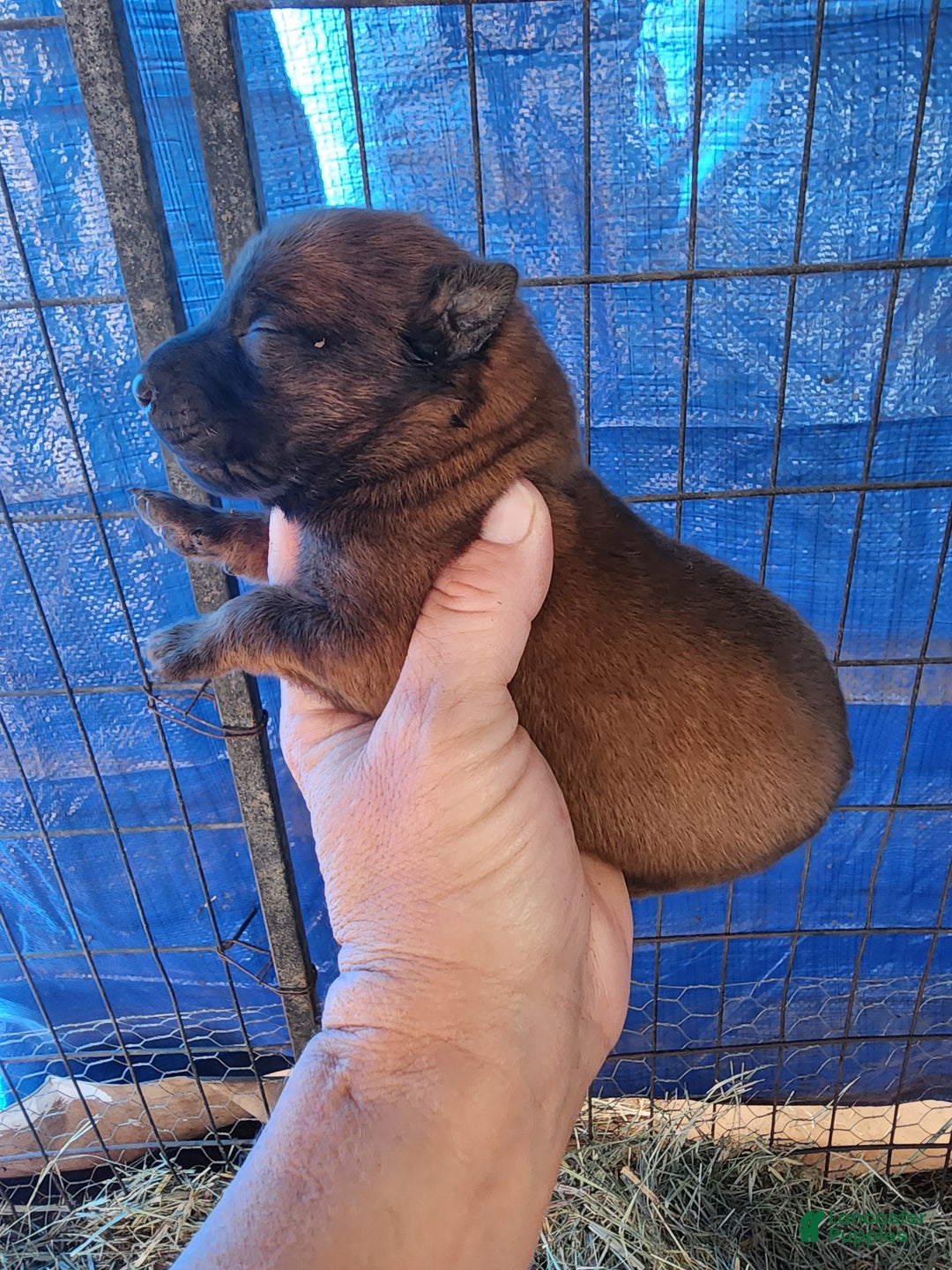 Belgian Malinois dogs for sale: Sascha Reddish F - Ad 2