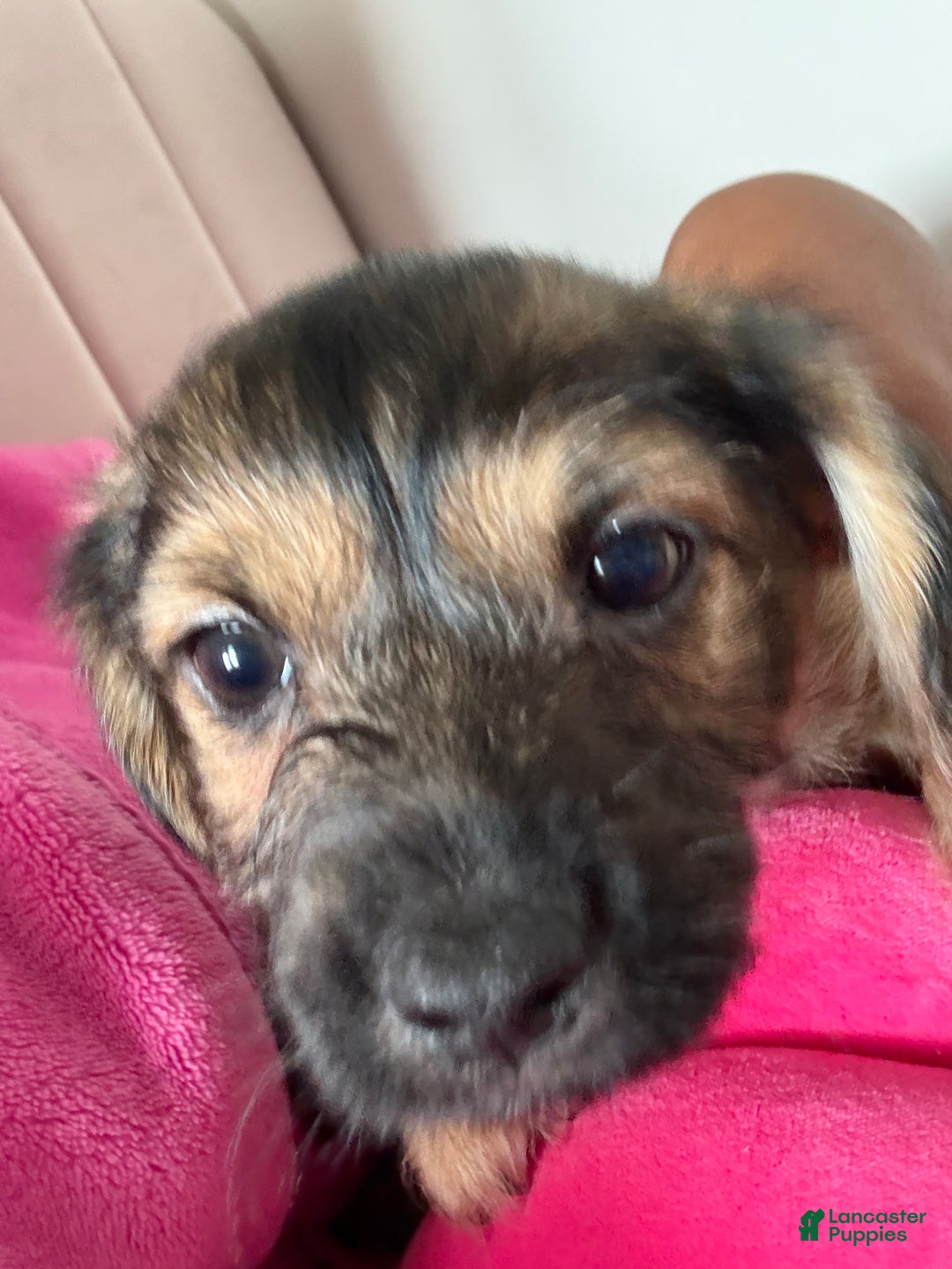 Morkie dogs for sale: Denim - Ad 2