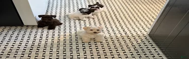 Miniature Schnauzer 2
