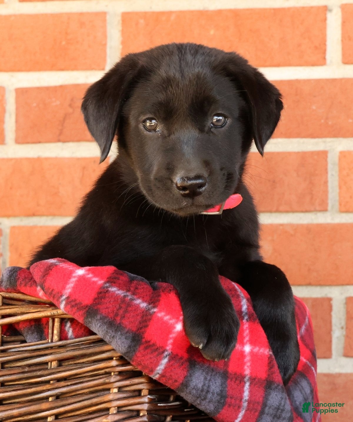 Labrador Retriever dogs Autumn - Ad 2