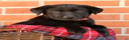 Labrador Retriever dogs for sale: Autumn - Ad 2