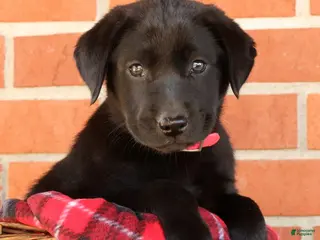 Labrador Retriever dogs Autumn - Ad 2