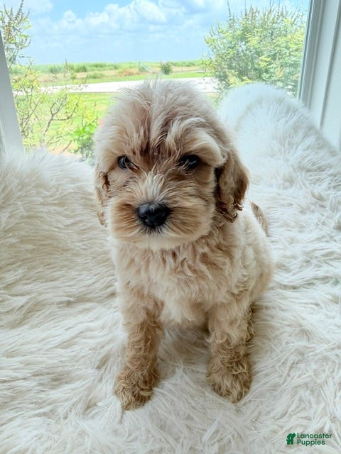 Mini Goldendoodle dogs for sale: Sheldon - Ad 3