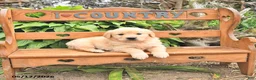 Golden Retriever dogs for sale: Dallas - Ad 4