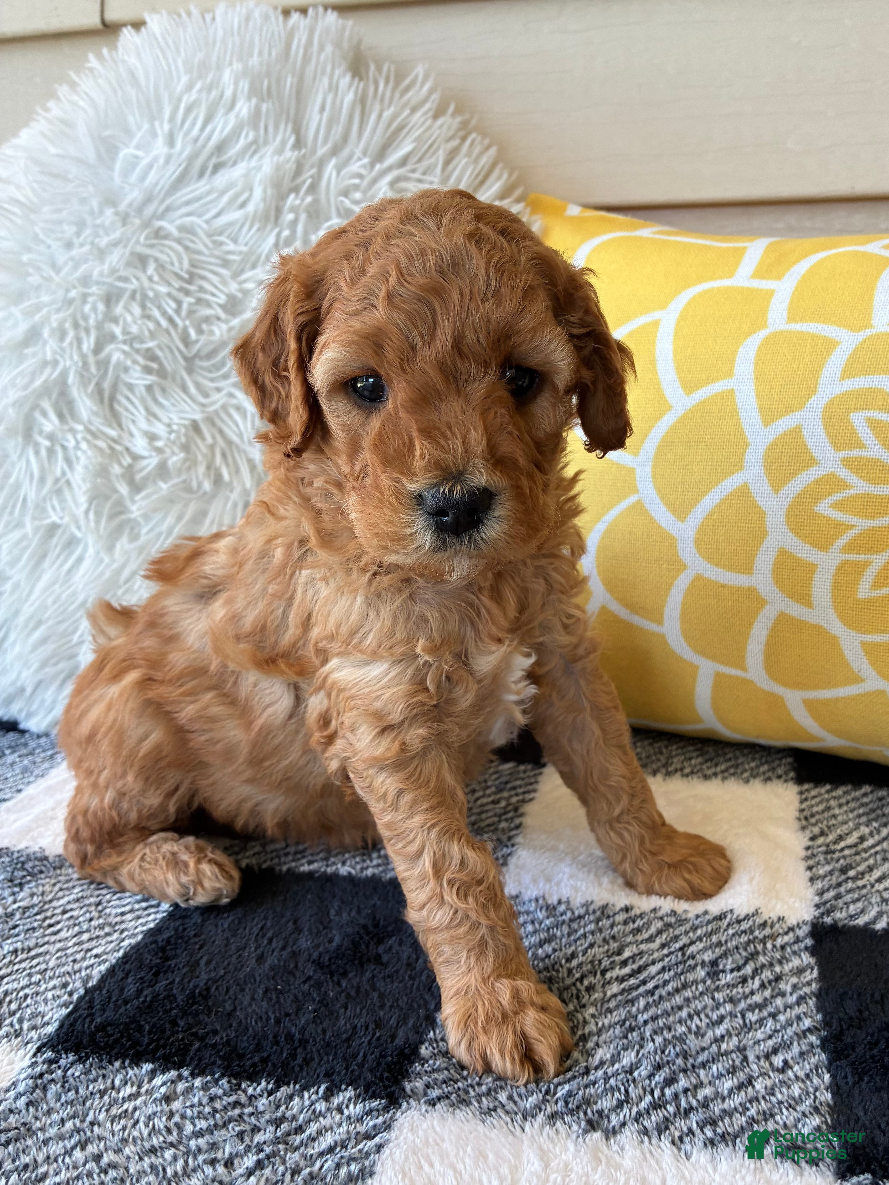 Mini Goldendoodle dogs Mini Goldendoodle “Suki” - Ad 1