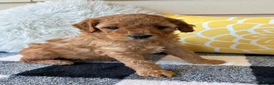 Mini Goldendoodle “Suki”
