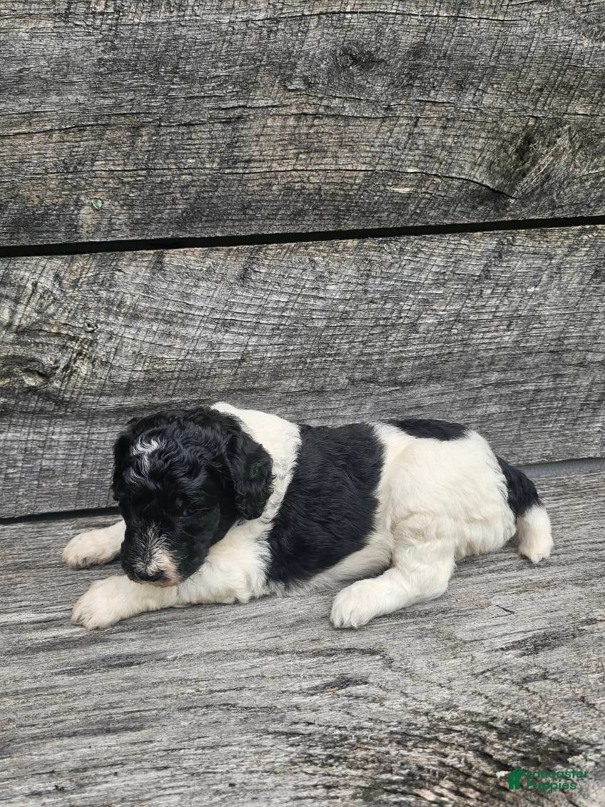 Standard Poodle dogs Selena - Ad 1