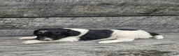 Standard Poodle dogs for sale: Selena - Ad 1