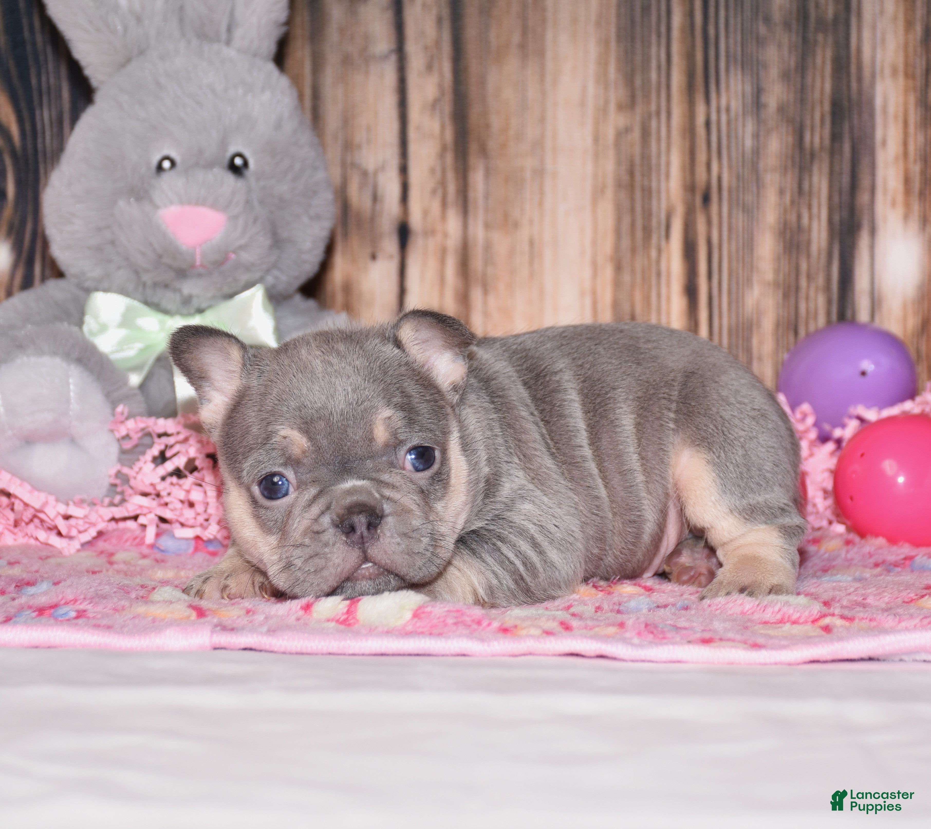 French Bulldog dogs Penelope - Ad 2