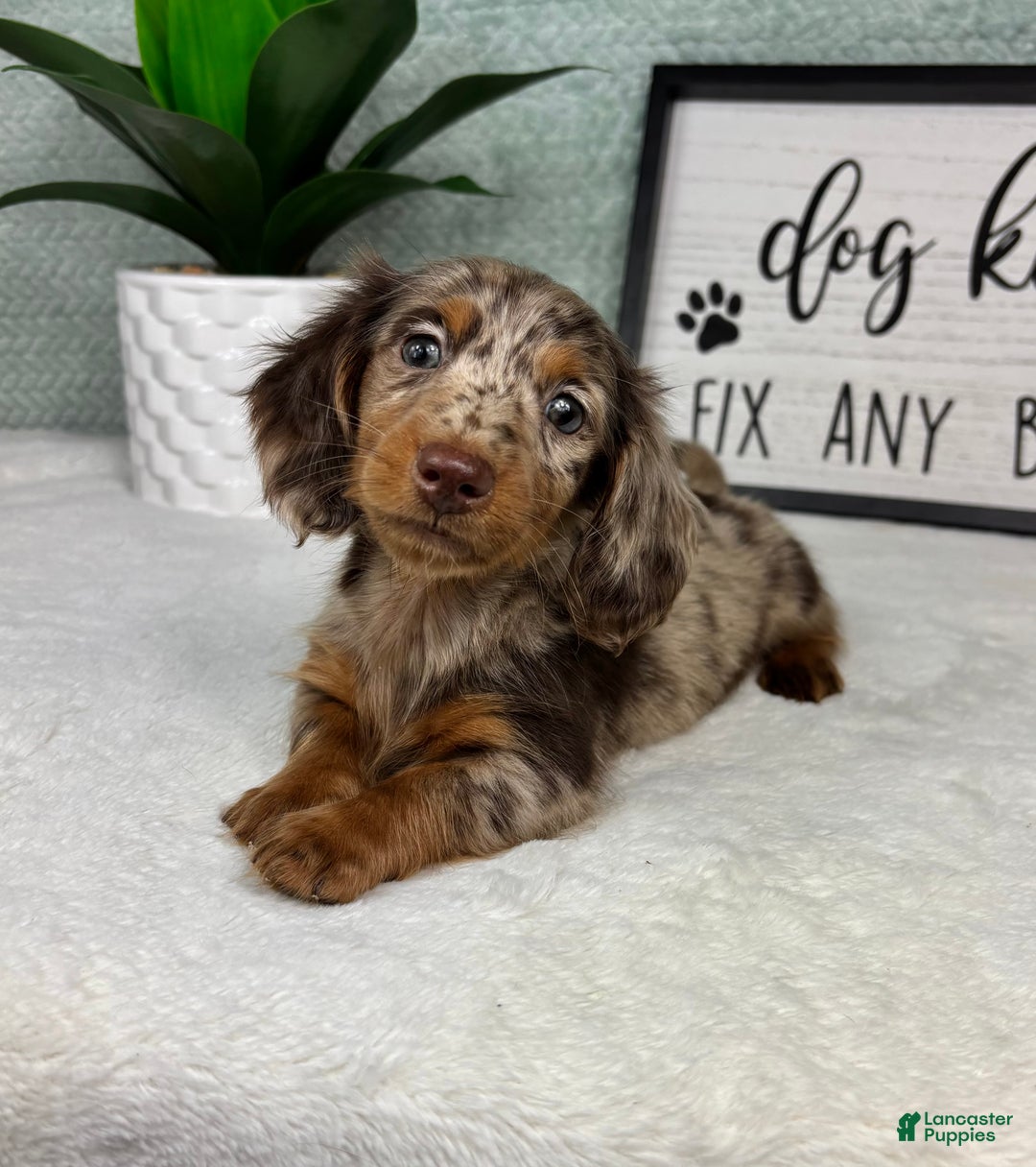 Miniature Dachshund dogs for sale: drake  - Ad 2