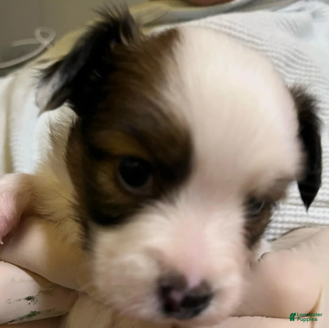 Papillon dogs for sale: Toby - Ad 1