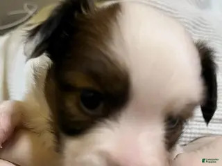 Papillon dogs Toby - Ad 2