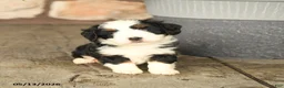 Mini Bernedoodle dogs for sale: Larry - Ad 4