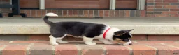 Welsh Corgi Pembroke dogs for sale: Poppy - Ad 10
