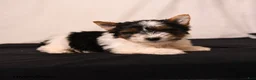 Biewer Terrier dogs for sale: Bella   - Ad 3