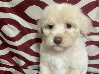 Miniature Poodle dogs Fire - Ad 3