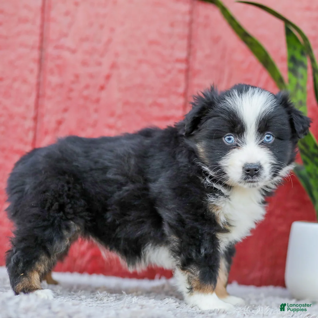 Miniature Australian Shepherd dogs for sale: Mia - Ad 5