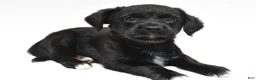 Mixed Breed dogs for sale: Kyle - Ad 4