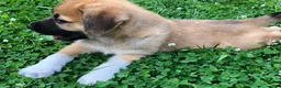 Mixed Breed dogs for sale: Sampson- $150 - Ad 8