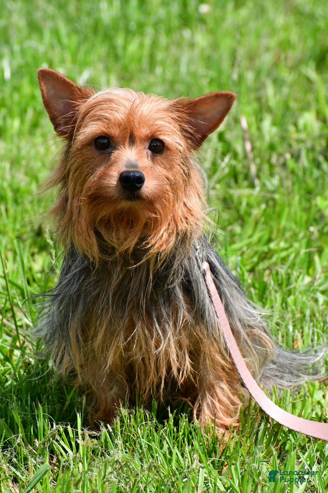 Morkie dogs for sale: Nicole - Ad 7