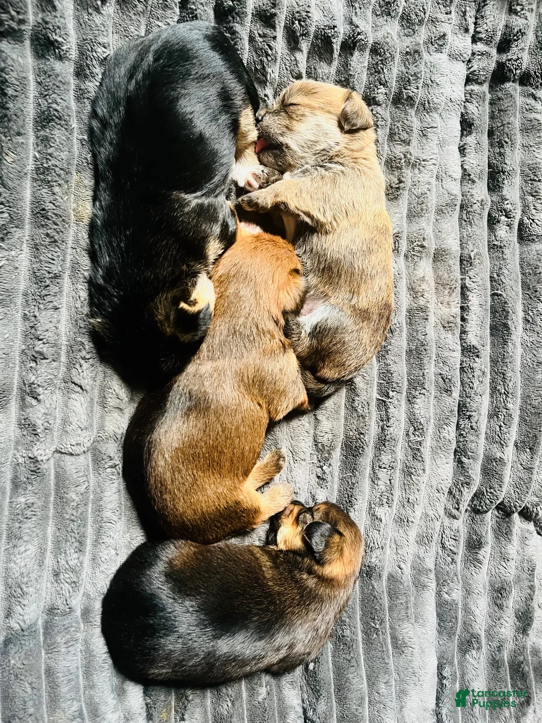 Yorkshire Terrier dogs for stud: Brave - Ad 2