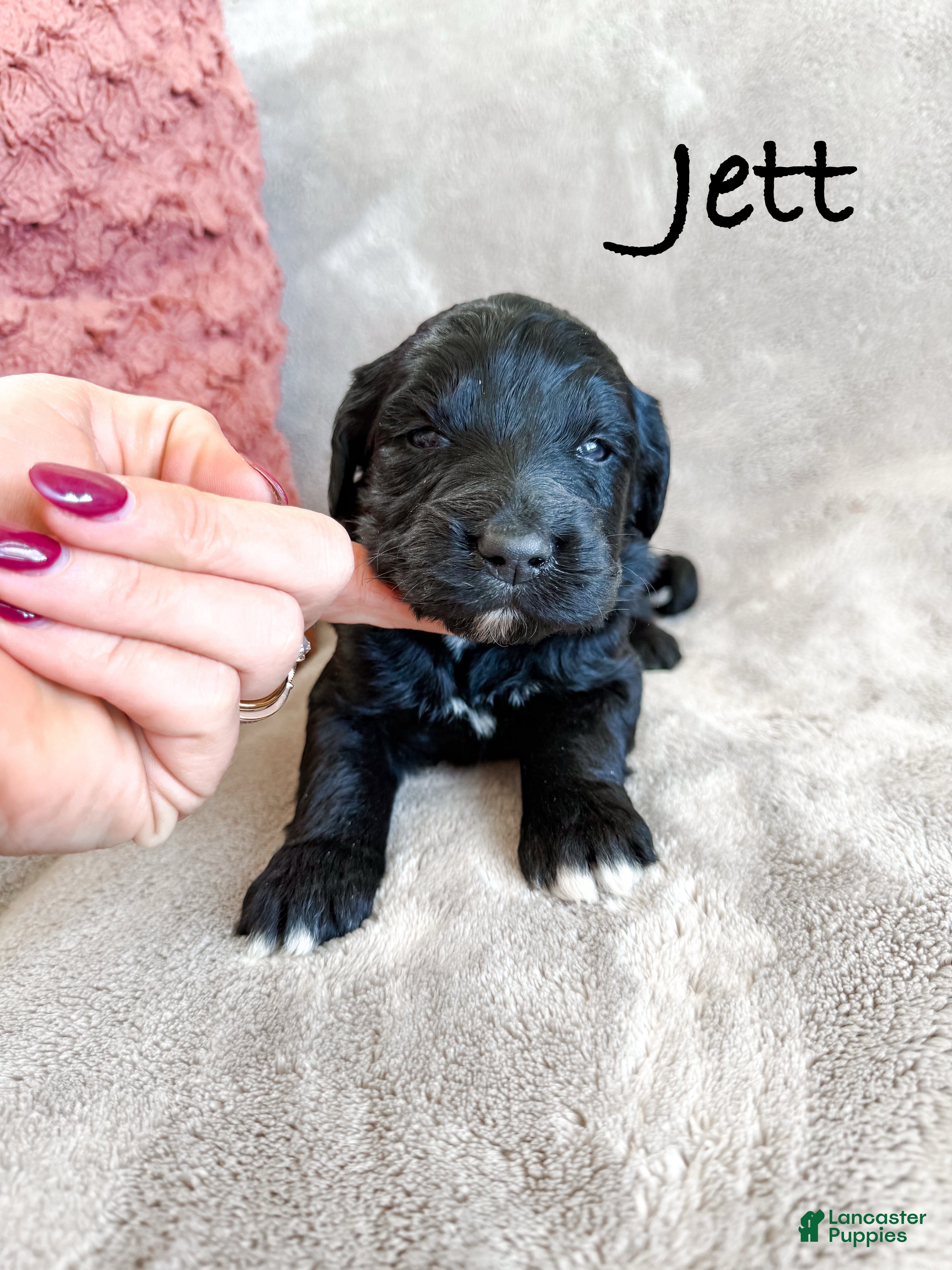 Aussiedoodle dogs Jett - Ad 36