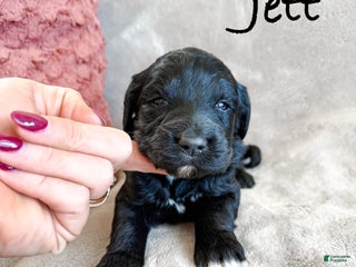 Aussiedoodle dogs Jett - Ad 29