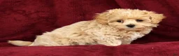 Maltipoo dogs for sale: Max - Ad 3