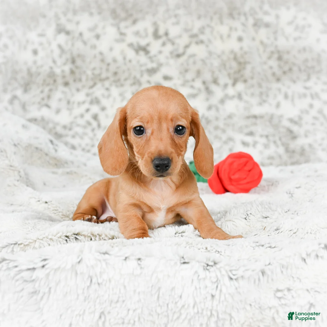 Miniature Dachshund dogs for sale: Carmen - Ad 7