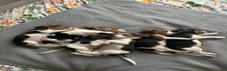 Beagle dogs for sale: Pinto - Ad 9