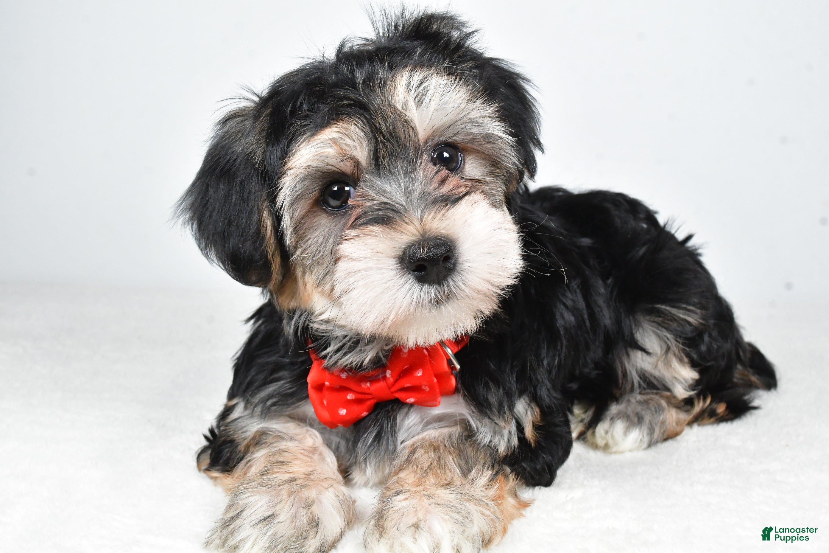 Morkie dogs Ronnie - Ad 2