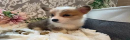 Welsh Corgi Pembroke dogs for sale: Sage - Ad 12